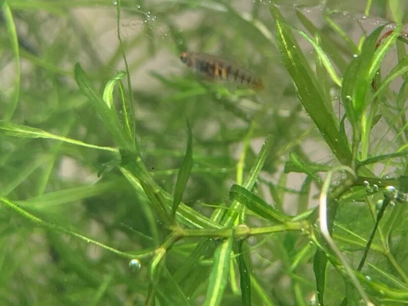 Groupe neoheterandria elegans