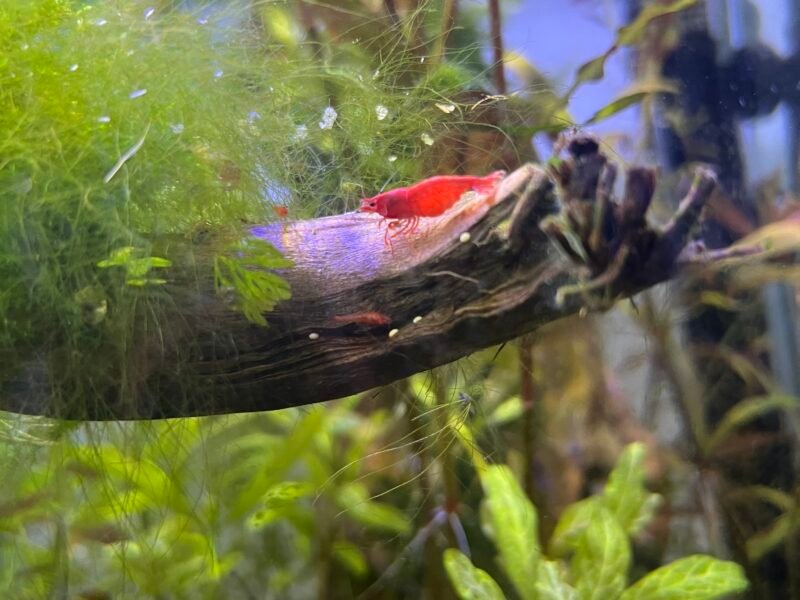 Neocaridina davidii Bloody mary