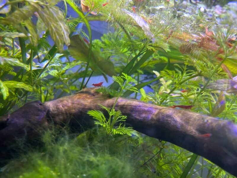 Neocaridina davidii Bloody mary