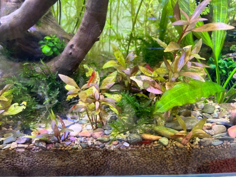 Neocaridina davidii Bloody mary