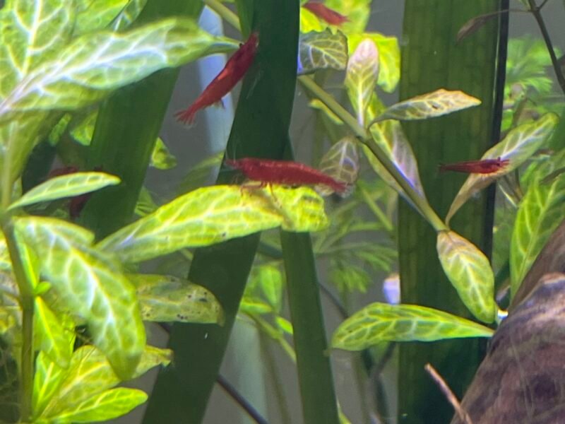Neocaridina davidii Bloody mary