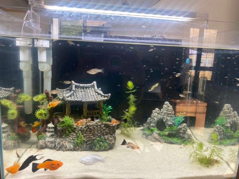 Dons poissons aquarium