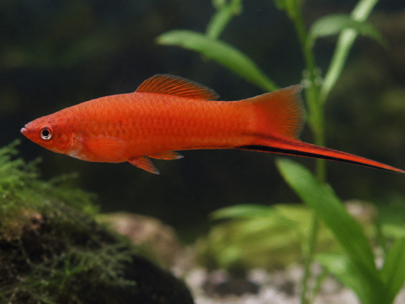 Don Xiphophorus hellerii (porte-épée)