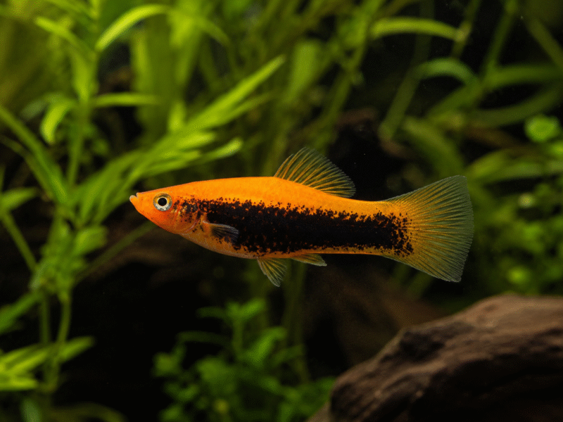 Don Xiphophorus hellerii (porte-épée)