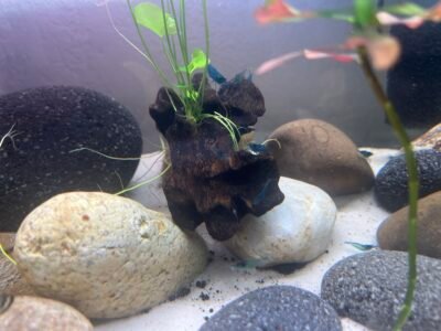 Crevettes neocardina Blue Velvet