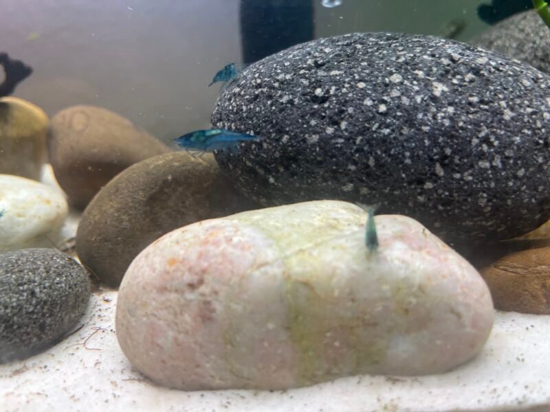 Crevettes neocardina Blue Velvet