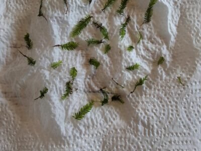 Fissidens nobilis