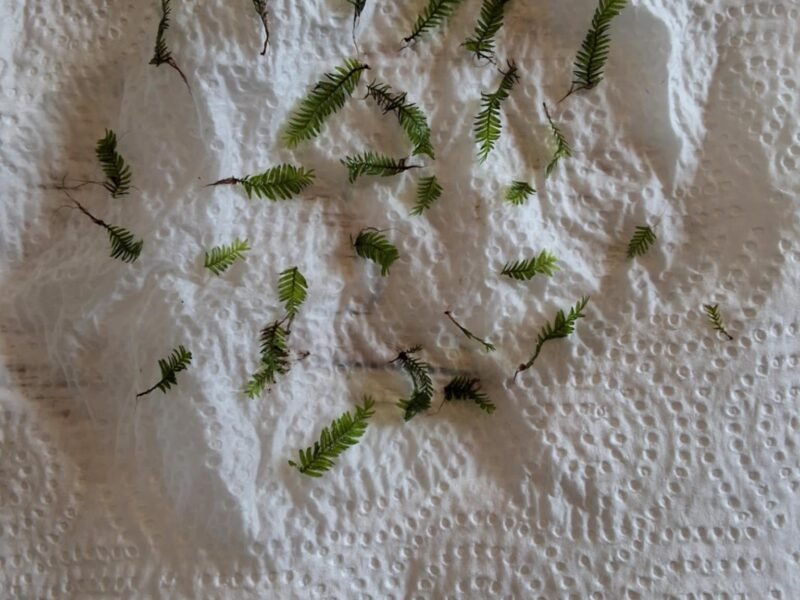 Fissidens nobilis