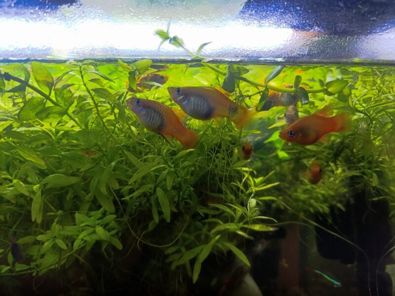 Platy