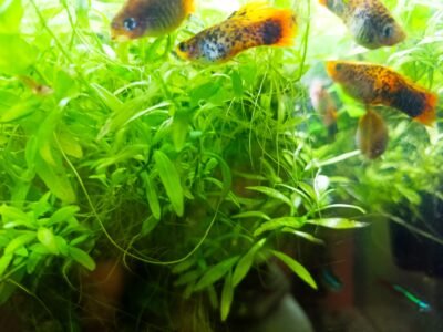 Platy