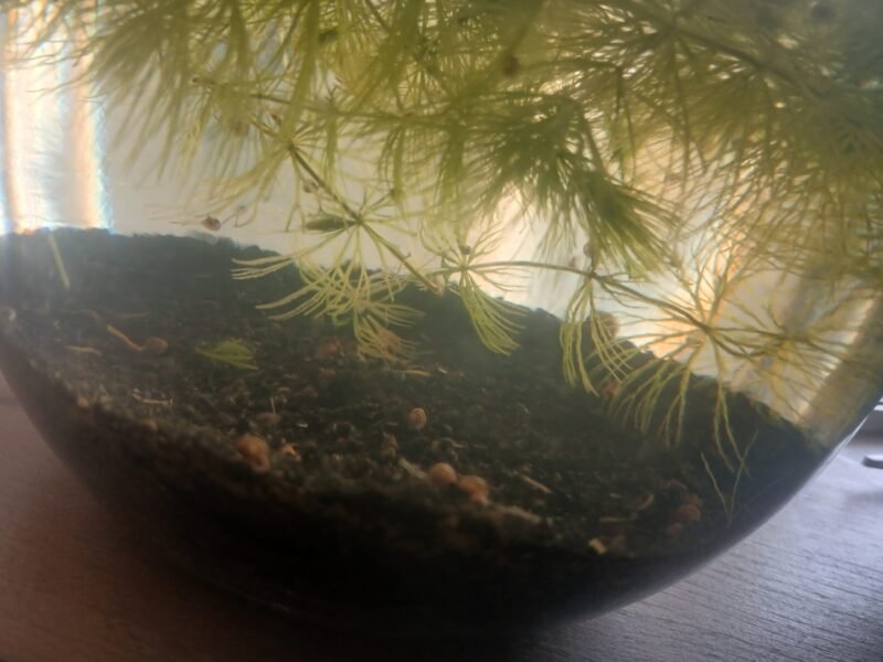 Escagot d'aquarium