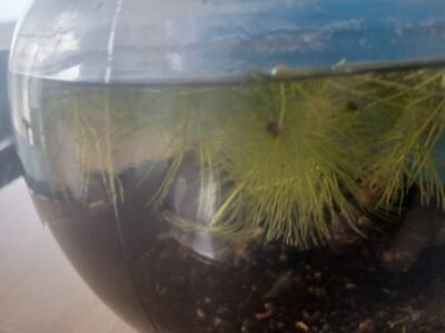 Escagot d'aquarium