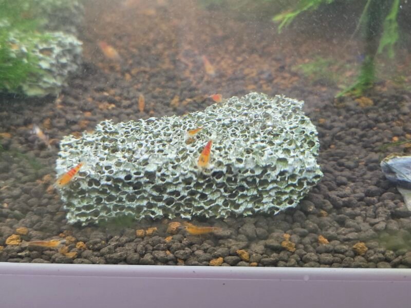 Calceo red