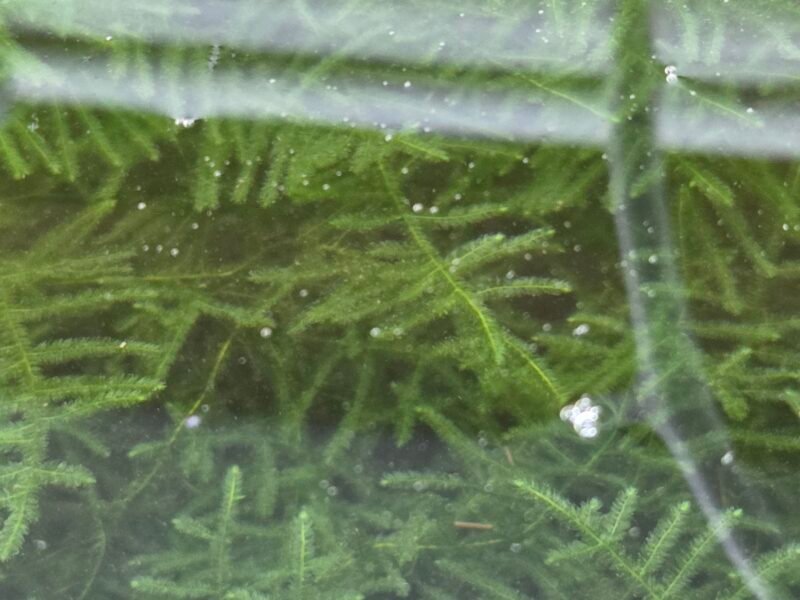 Mousse Christmas-moss