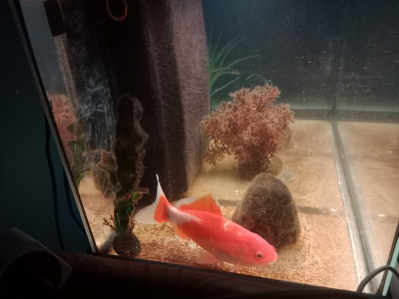 Poisson rouge commun