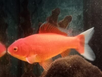Poisson rouge commun