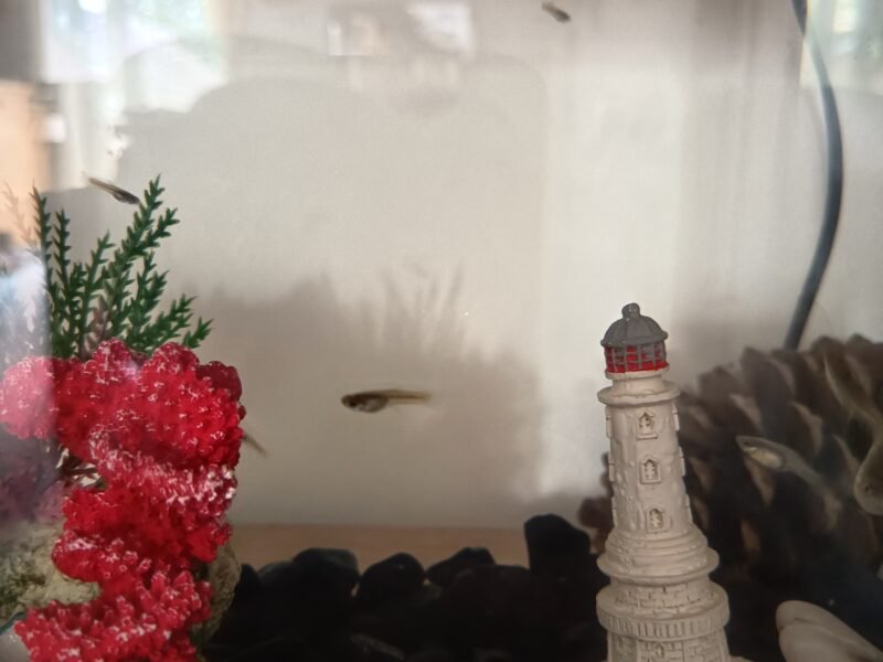 Don de Guppy femelles