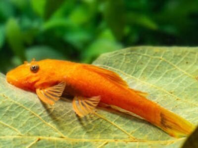 Ancistrus SP red