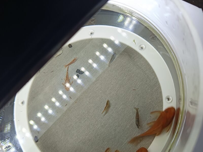 Ancistrus SP red