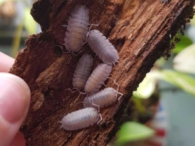 Porcellio baeticensis