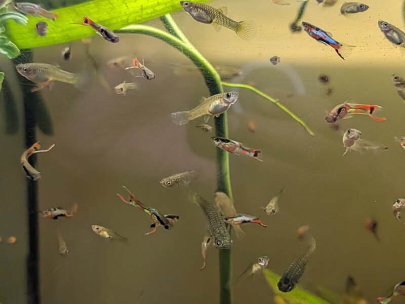 Wingei campoma (guppys)
