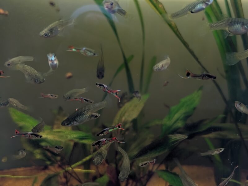 Wingei campoma (guppys)