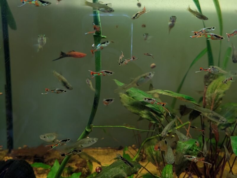 Wingei campoma (guppys)