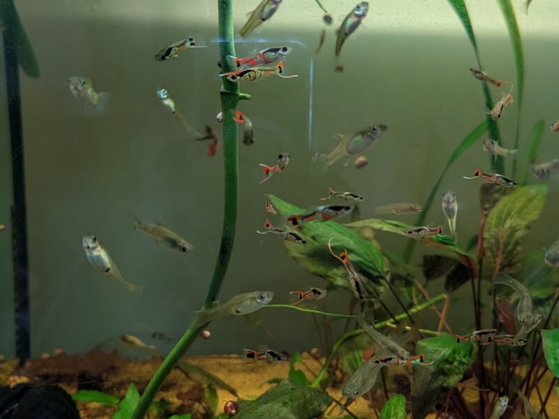 Wingei campoma (guppys)
