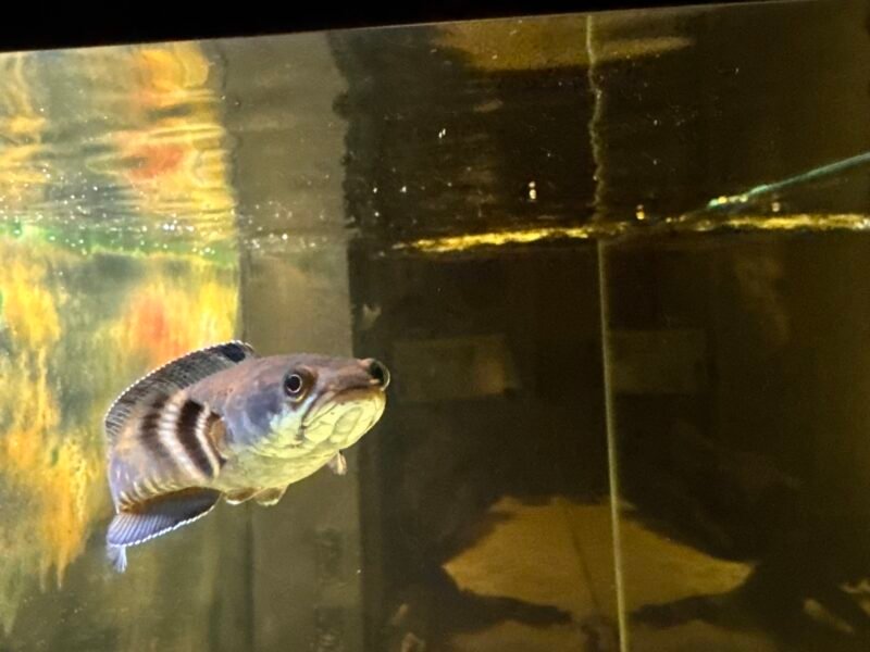 Don Channa Pulchra 15cm