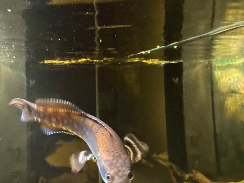 Don Channa Pulchra 15cm