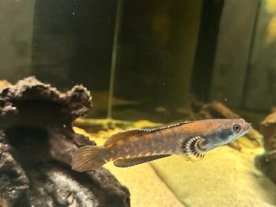 Don Channa Pulchra 15cm