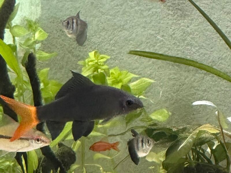 Donne poisson, Labello bicolore