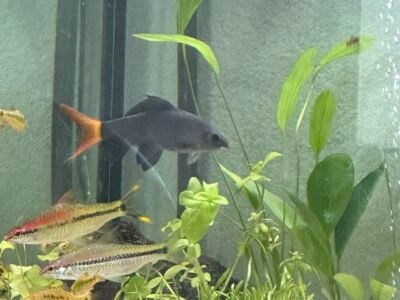 Donne poisson, Labello bicolore