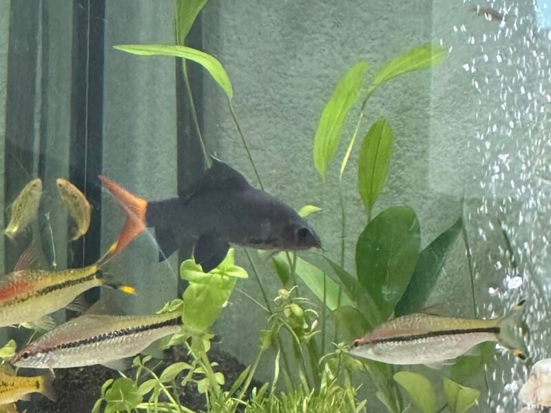 Donne poisson, Labello bicolore