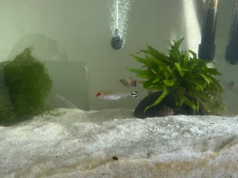 Poissons nez rouge