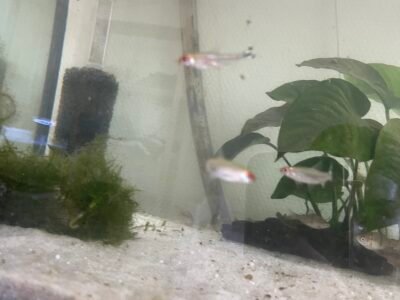 Poissons nez rouge
