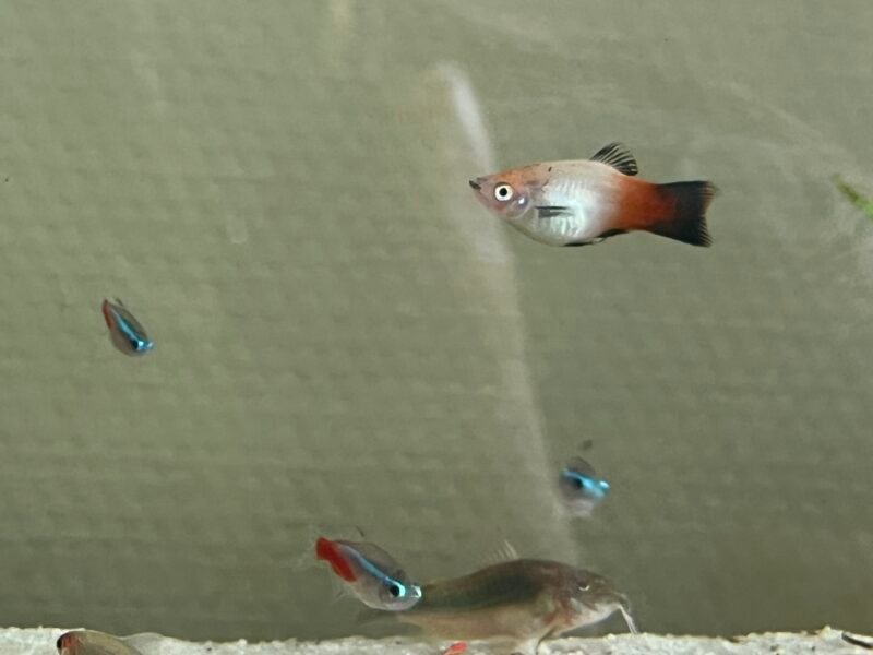 Poissons platy