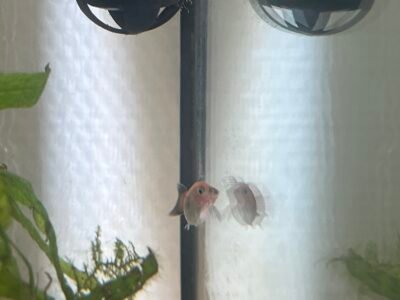 Poissons platy