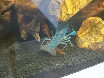 Ecrevisses bleues "Procambarus alleni"