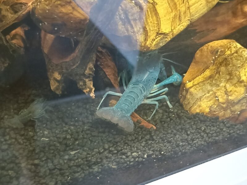Ecrevisses bleues "Procambarus alleni"