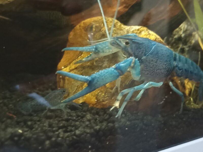Ecrevisses bleues "Procambarus alleni"