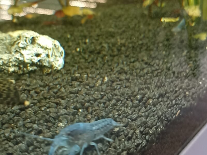 Ecrevisses bleues "Procambarus alleni"