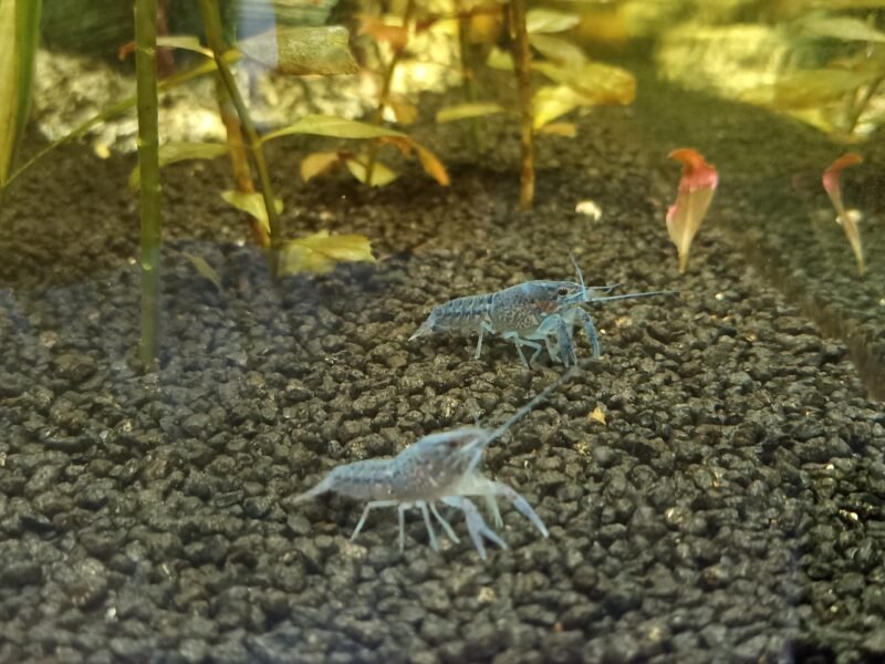 Ecrevisses bleues "Procambarus alleni"