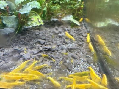 Yellow Fire Neon