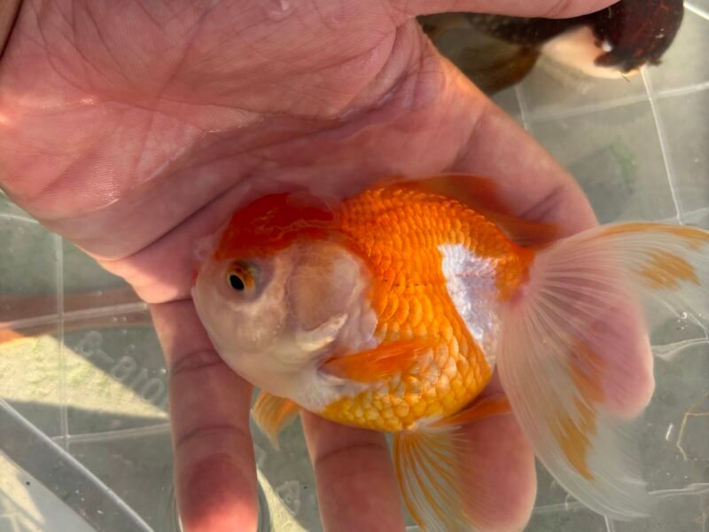 Poisson japonais