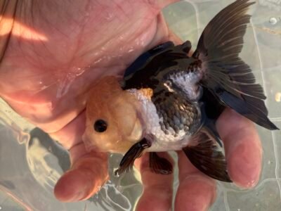 Poisson japonais