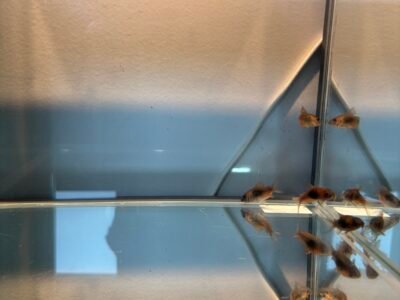 Corydoras