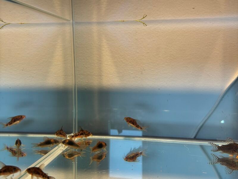 Corydoras