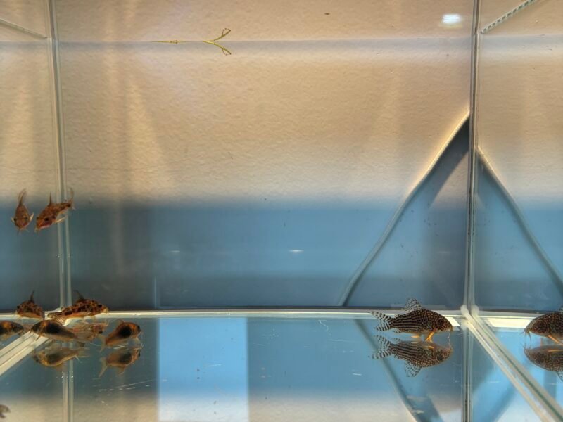 Corydoras