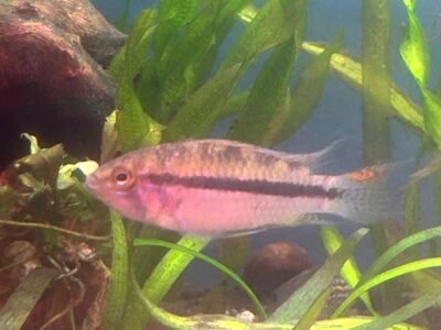 Échange poisson